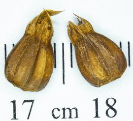   Fruit:   Carpinus betulus , nutlets; Photo by N. Diaz, USDA APHIS PPQ, imageID.idtools.org
